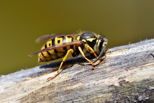 大黄蜂 黄蜂 昆虫 - 上的免费照片