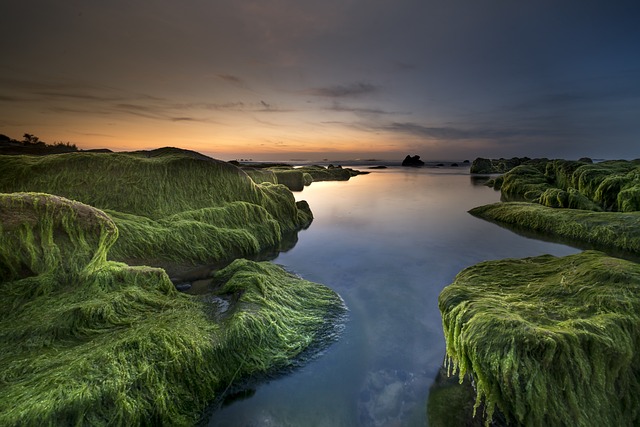 海岸 藻类 海 - 上的免费照片