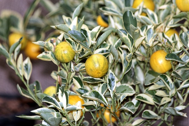 金橘 金柑 食物 - 上的免费照片