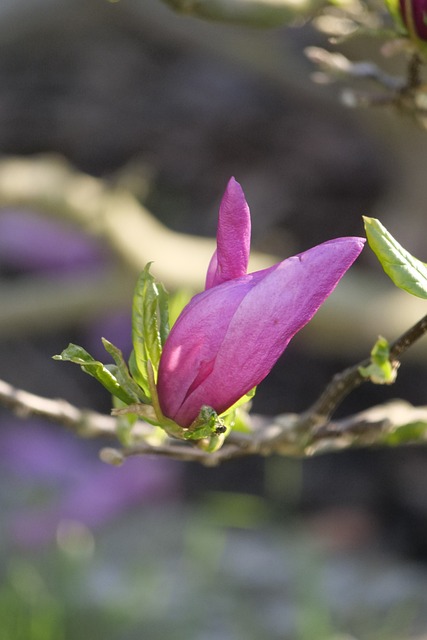 玉兰花 Magnolieacease 白玉兰树 - 上的免费照片