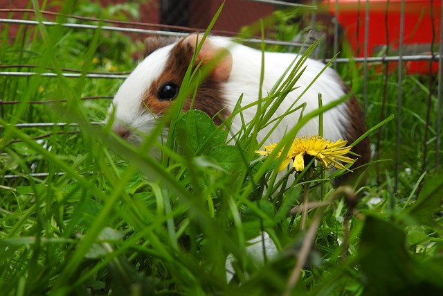 性质 草地 外部 - 上的免费照片