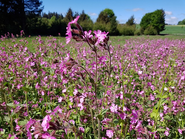 红色康乃馨 Silene Dioica 红 Catchfly - 上的免费照片
