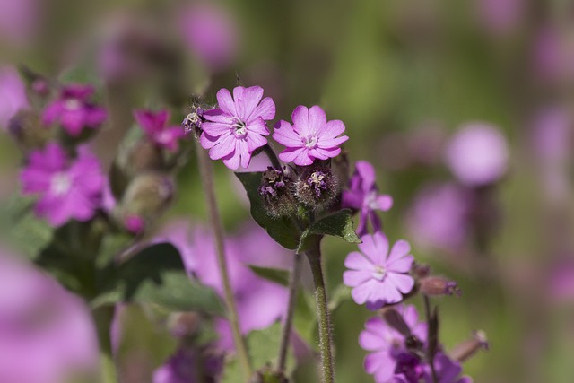 红色康乃馨 Silene Dioica 红 Catchfly - 上的免费照片