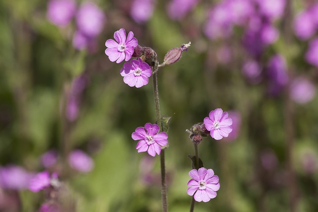 红色康乃馨 Silene Dioica 红 Catchfly - 上的免费照片