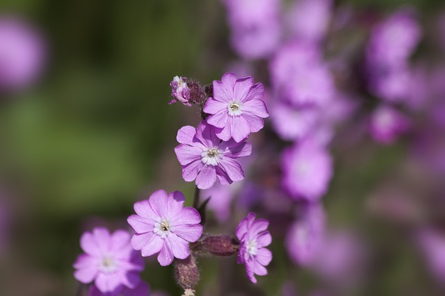 红色康乃馨 Silene Dioica 红 Catchfly - 上的免费照片