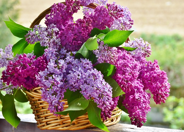 紫丁香 花篮 花 - 上的免费照片