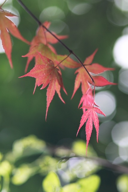 大自然 植物 树 - 上的免费照片