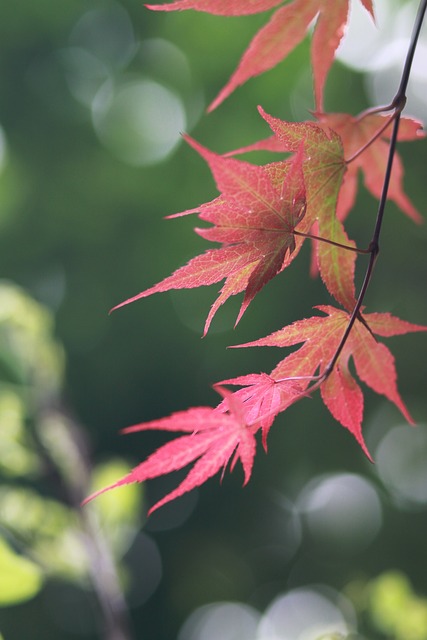 大自然 植物 树 - 上的免费照片