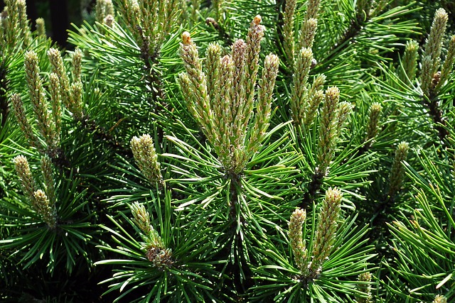 针 Evergreen植物 树 - 上的免费照片