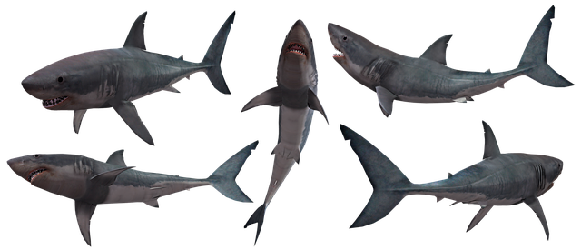 鲨鱼 颚 伟大的 - 上的免费图片