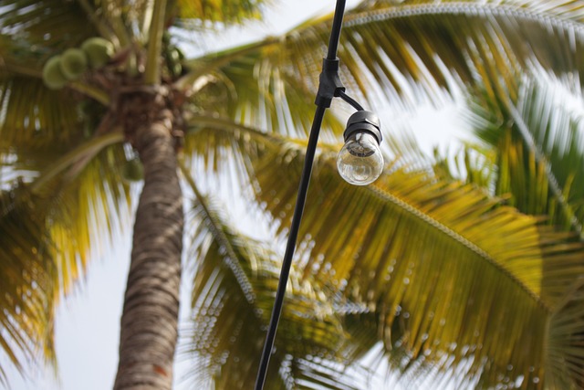 Arecaceae 树 热带 - 上的免费照片