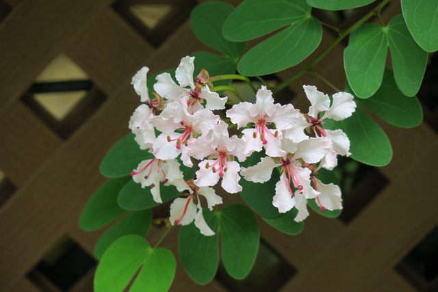 羊蹄甲 香港 花 - 上的免费照片