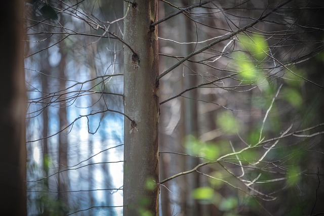 森林 树 自然 - 上的免费照片