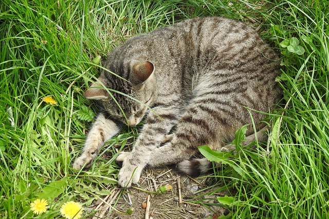 草地 性质 动物 - 上的免费照片
