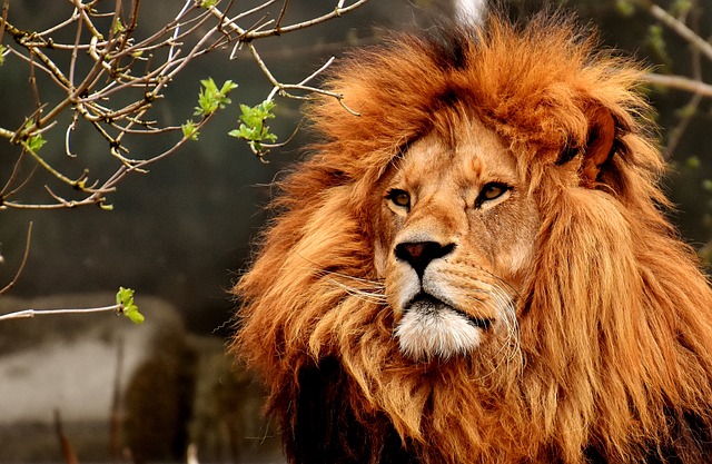 狮子 动物 哺乳动物 - 上的免费照片