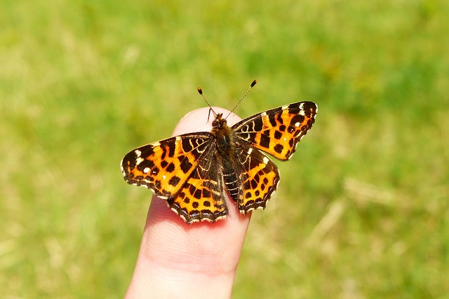 性质 外部 昆虫 - 上的免费照片
