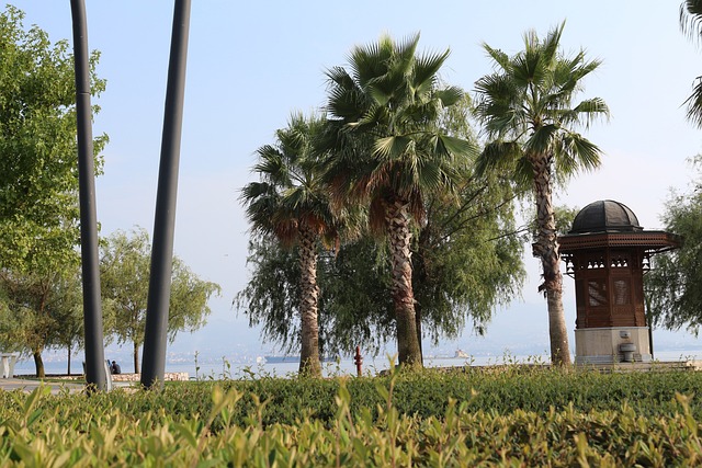 树 Arecaceae 没有一个人 - 上的免费照片