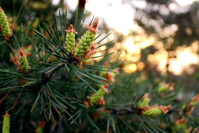 树 自然 季节 - 上的免费照片