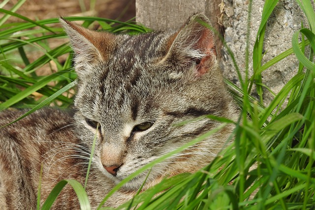 动物 性质 可爱的 - 上的免费照片