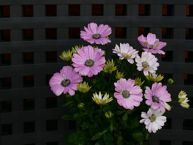 开普篮 骨精 娇嫩的花 - 上的免费照片