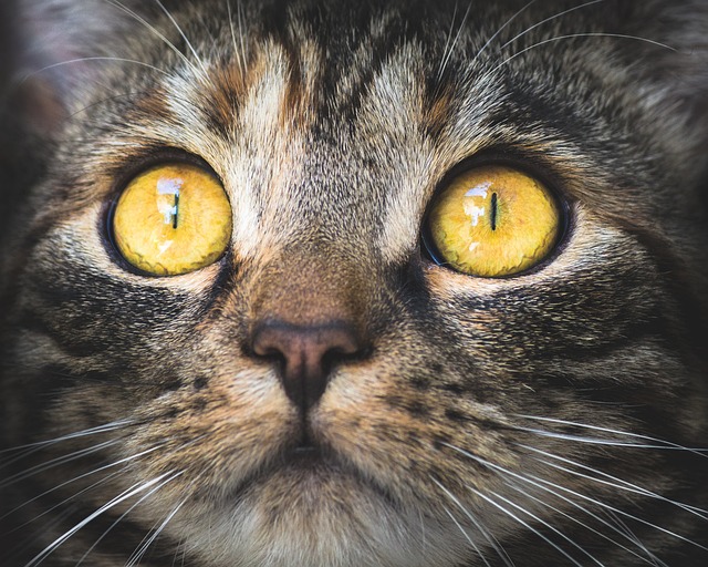猫 肖像 动物 - 上的免费照片
