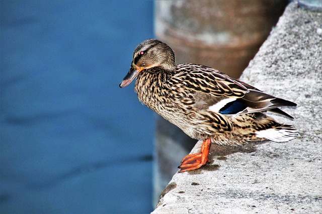 鸭 性质 动物 - 上的免费照片