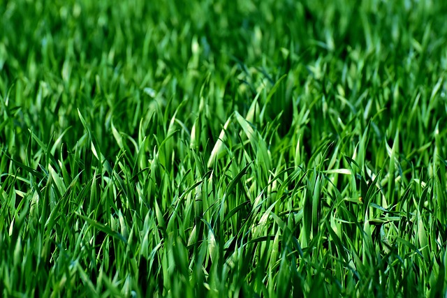 草地 场地 草 - 上的免费照片