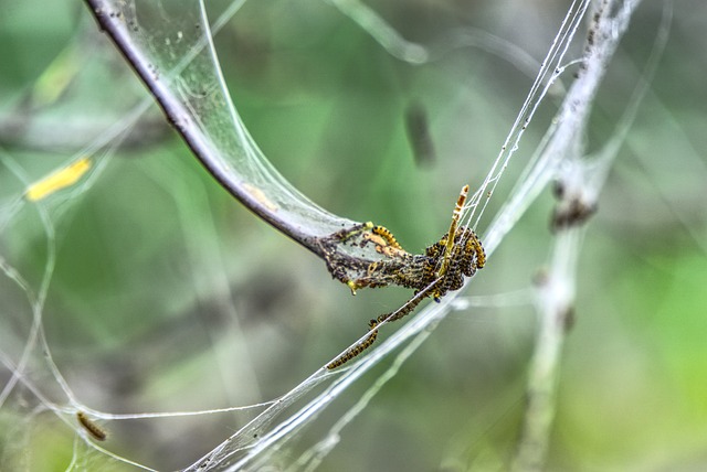 毛毛虫 化蛹 Yponomeutidae - 上的免费照片