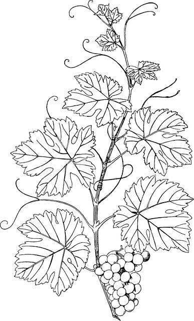 分支 传单 叶子 - 免费矢量图形