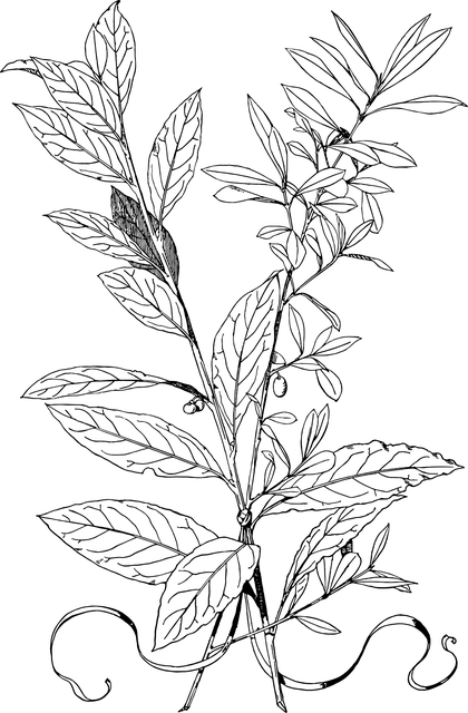 分支 传单 叶子 - 免费矢量图形
