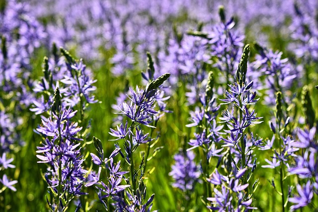 Camassia Leichtlinii Marc By - 上的免费照片