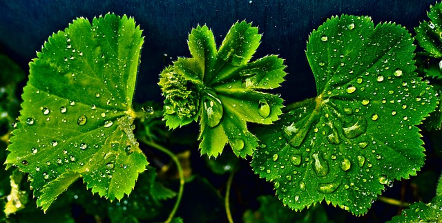 叶子 滴 湿的 - 上的免费照片