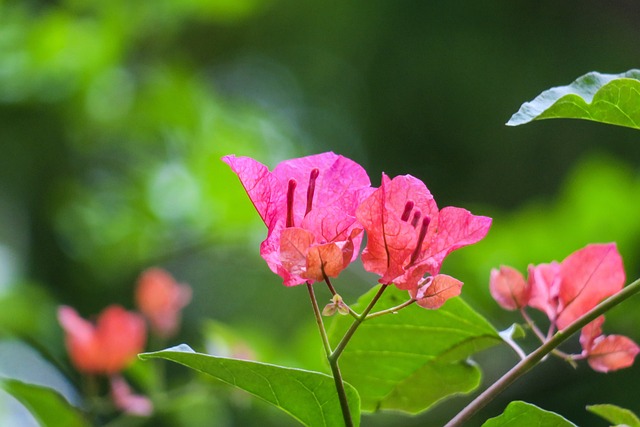 葉子花 九重葛 三角梅 - 上的免费照片