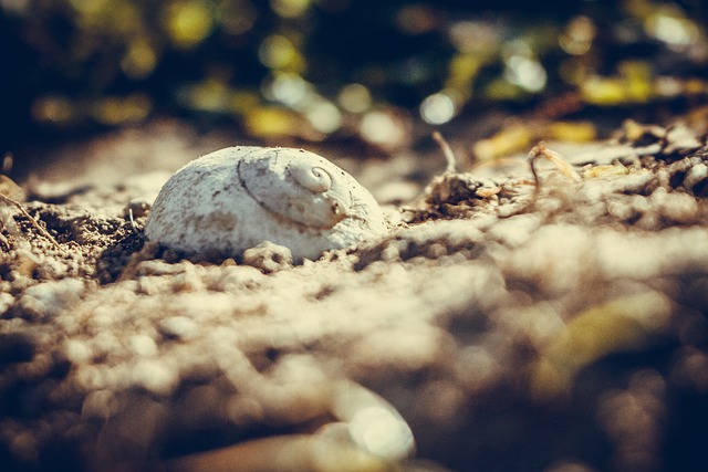 自然 散景 动物 - 上的免费照片