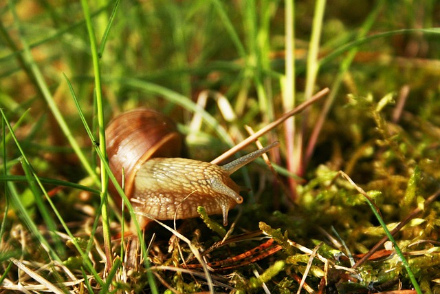 性质 草地 外部 - 上的免费照片