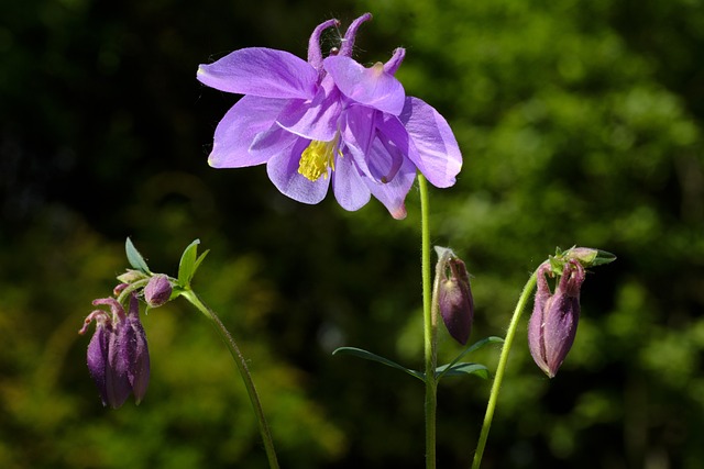 哥伦比亚 哥伦拜恩 Aquilegia - 上的免费照片
