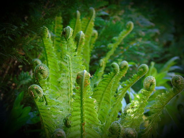 蕨类 自然 植物 - 上的免费照片