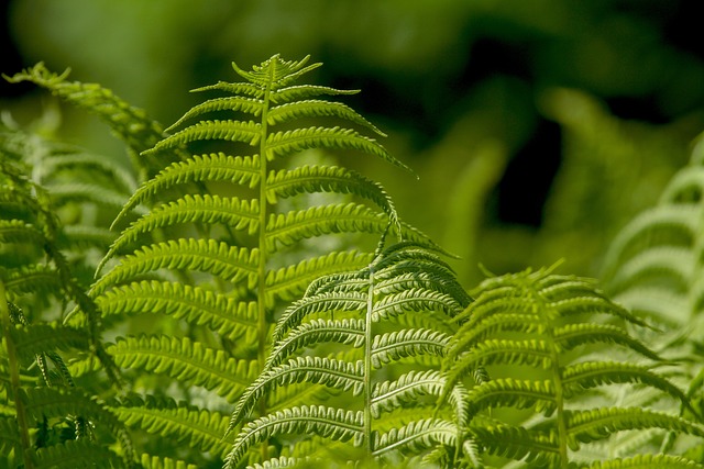 蕨类植物 叶子 植物 - 上的免费照片