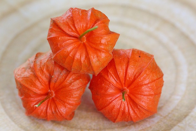 酸浆 Physalis 植物 - 上的免费照片