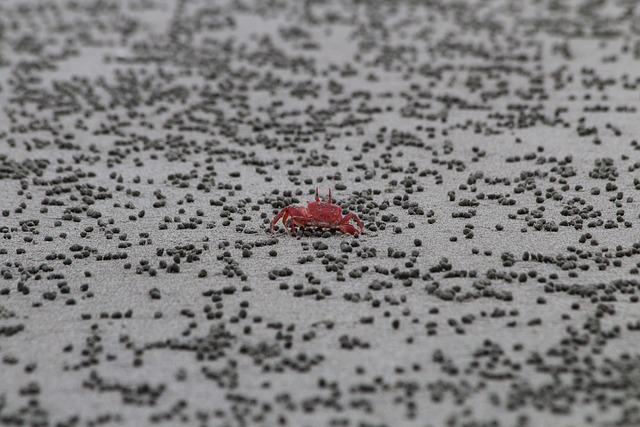 海滩 蟹 螃蟹 - 上的免费照片