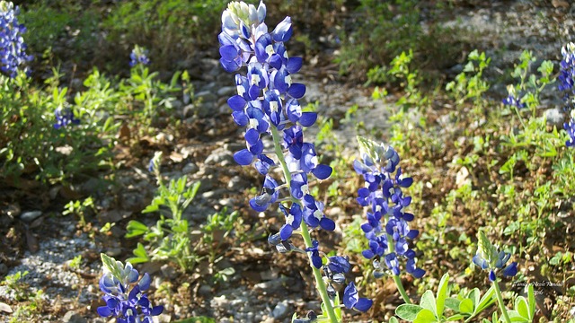 花 自然 植物群 - 上的免费照片