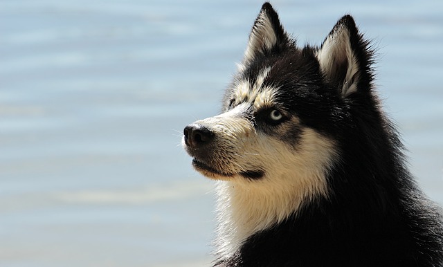 沙哑 雪橇犬 狗 - 上的免费照片