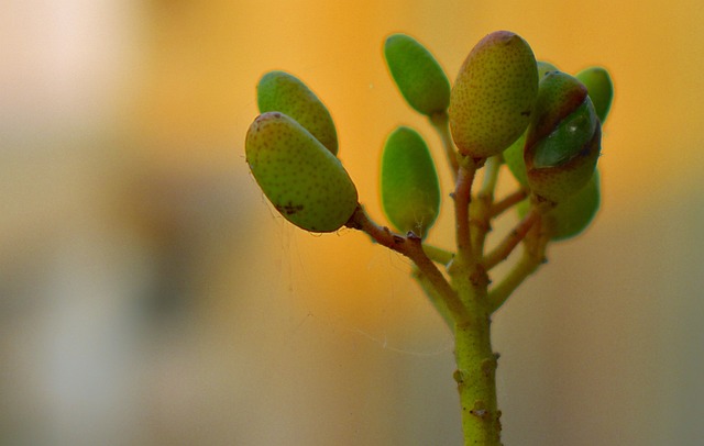 自然 植物群 生长 - 上的免费照片