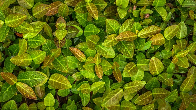 植物 绿色 大自然 - 上的免费照片