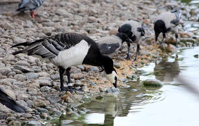 鹅 Branta Leucopsis 藤壶鹅 - 上的免费照片