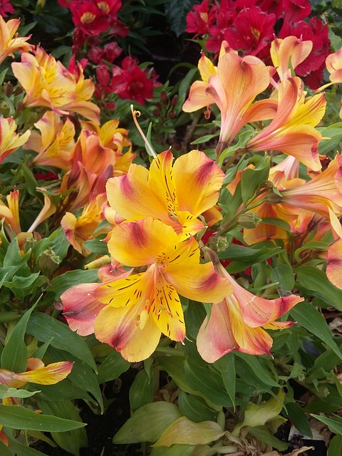 秘鲁丁香 玫瑰 花 - 上的免费照片