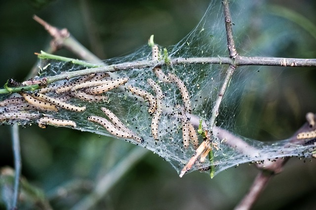Yponomeutidae 化蛹 Motte - 上的免费照片