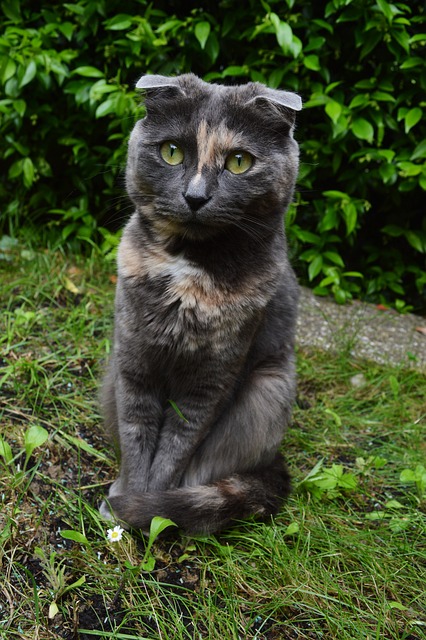 可爱的 动物 宠物 - 上的免费照片