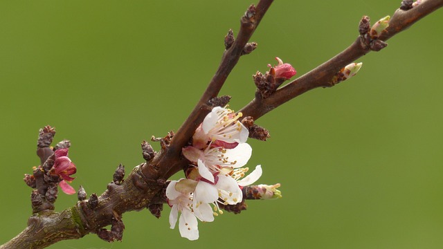 杏 开花 分支 - 上的免费照片