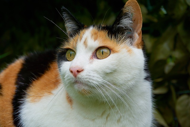 猫 幸运猫 关闭 - 上的免费照片